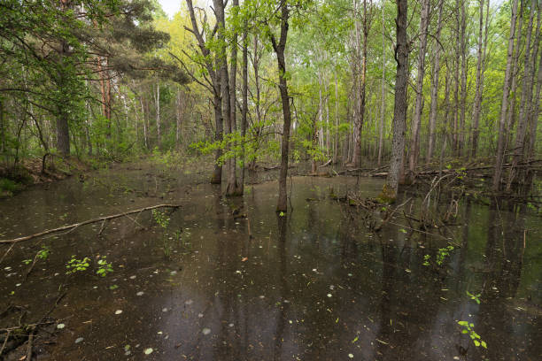 istock Swamp in Chernobyl exclusion zone 1279006523