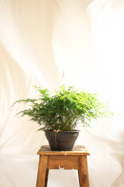 istock Davallia fejeensis in a black plastic 1279006861