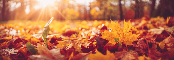 istock Trees with multicolored leaves on the grass in the park 1279008198