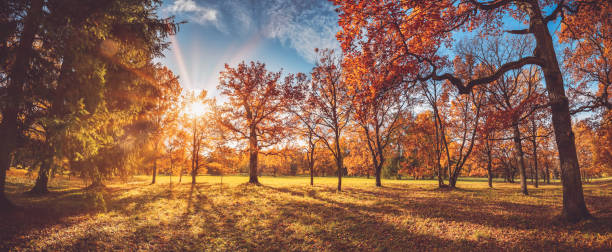 istock Trees in the park in autumn on sunny day 1279008232