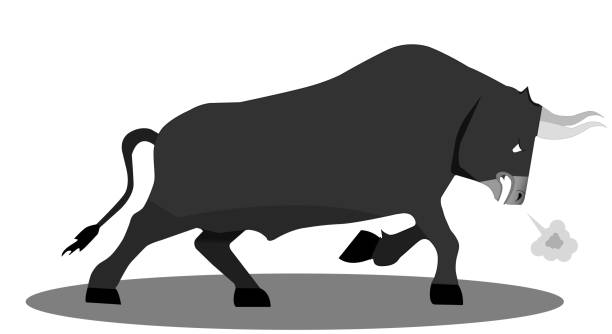 ilustrações, clipart, desenhos animados e ícones de touro preto e branco no fundo branco. touro realista com cara de raiva. ilustração vetorial. - bull texas longhorn cattle horned white