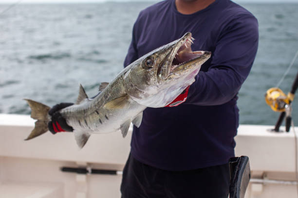 un primo passo di un barracuda da una barca a varadero, cuba - barracuda foto e immagini stock