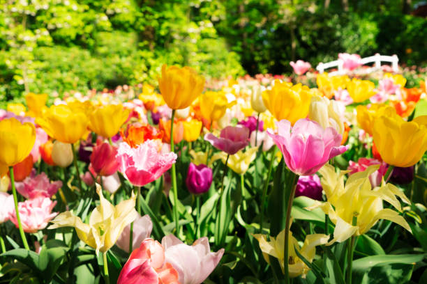 istock Tulips and bluebell flowerbed 1279009309