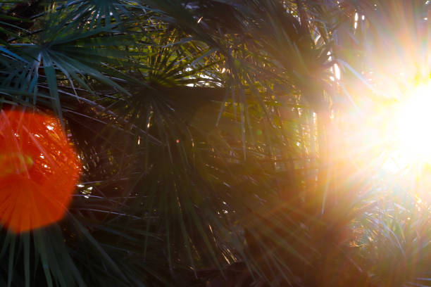 Sun rays breaking through the palm leaves and making reflections and sunbeams, abstract tropical background.