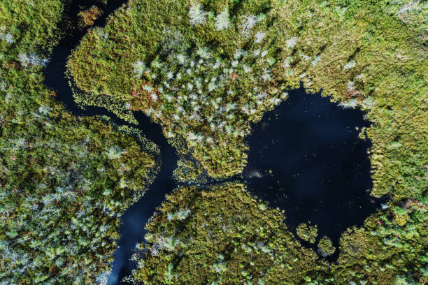 istock Aerial View of Wetland 1279009381