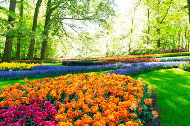istock Rows of tulip flowers 1279009464