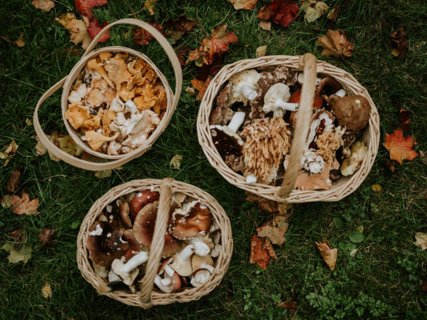 istock Baskets full of freshly picked eatable mushrooms picked in the forest 1279009540