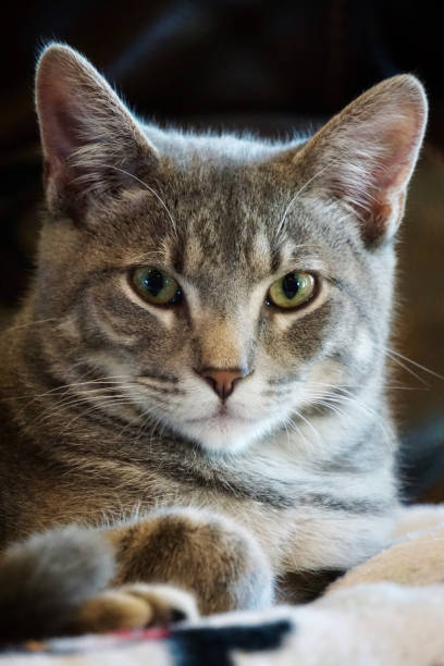 istock Furry Friends & Pets - Gray Tabby Cat 1279009739