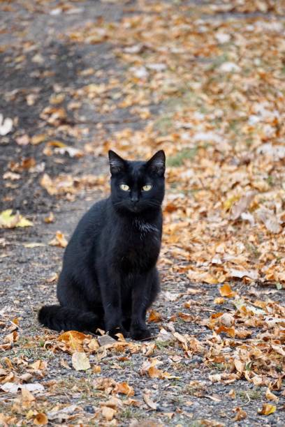 istock Black cat with gold eyes sitting outdoors 1279009752