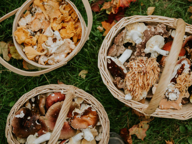 istock Baskets full of freshly picked eatable mushrooms picked in the forest 1279009756