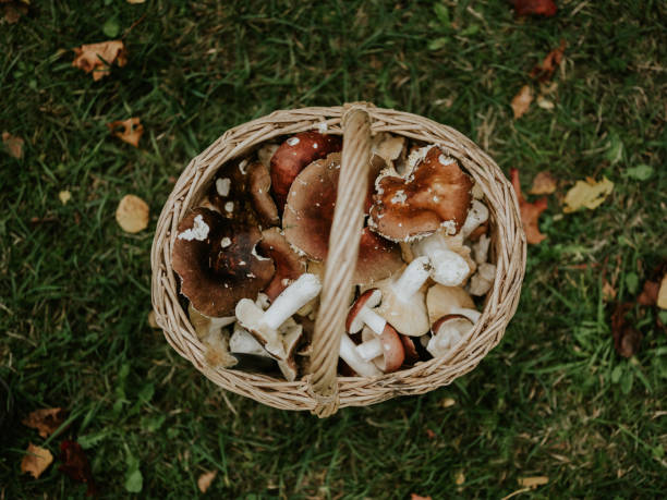 istock Baskets full of freshly picked eatable mushrooms picked in the forest 1279009757