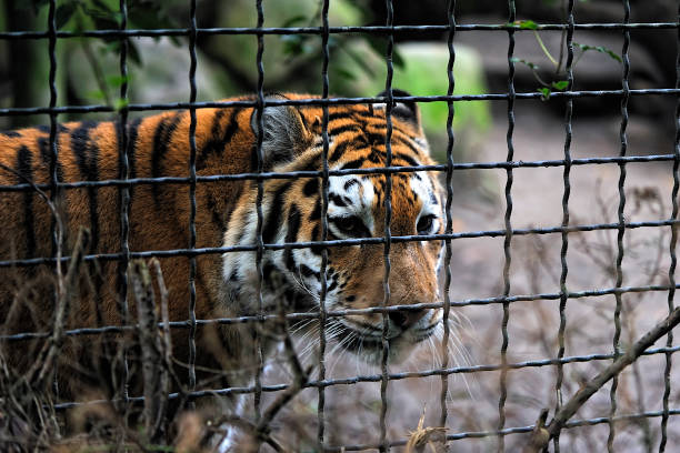 istock An Amur tiger in a zoo 1279011292