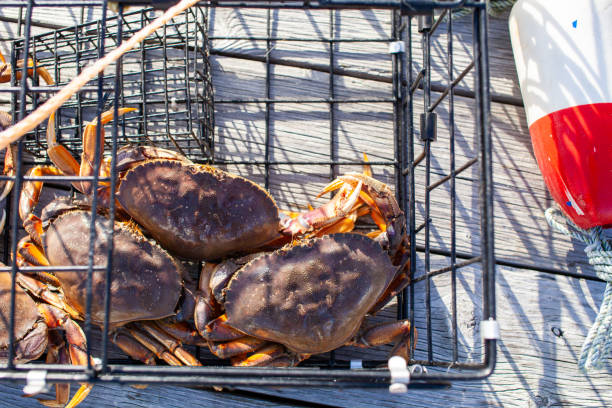 istock Looking down on three male Dungeness crabs in a crab trap sitting on a dock 1279011323