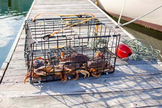 A crab trap sitting on a wharf full of male Dungeness crabs A crab trap sitting on a wharf full of male Dungeness crabs in British Columbia, Canada. crabbing stock pictures, royalty-free photos & images