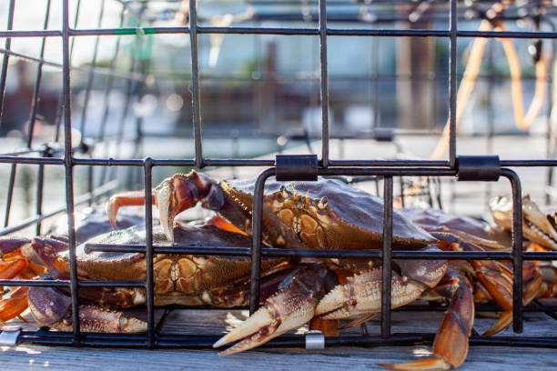 istock A male Dungeness crab climbs over another in a crab trap sitting on a dock 1279011363