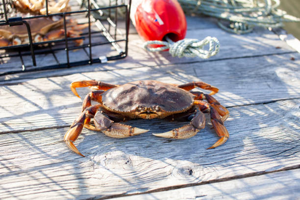 A male Dungenes crab sitting on the dock with a crab trap behind him stock photo