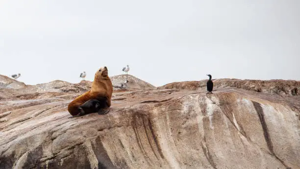 A large California Sea Lions stands guarding a large coastal rock off the Sunshine Coast of British-Columbia, surrounded by sea gulls and birds