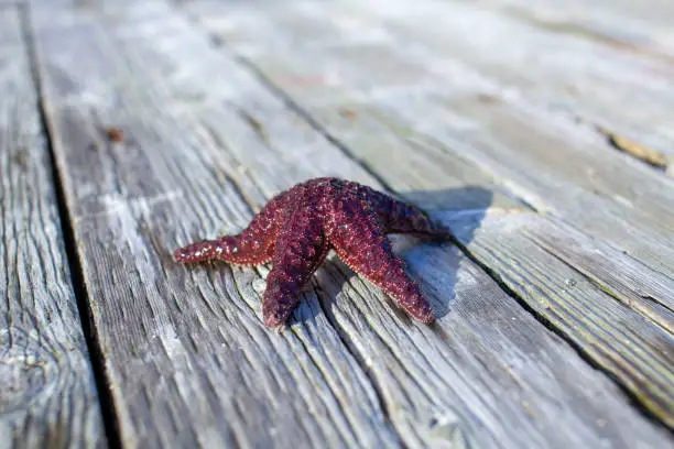 A Ochre Starfish (Purple sea star) found on a dock in British-Columbia's Sunshine Coast.