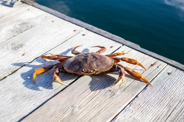 istock A close up of a Dungeness Crab on a wharf 1279011412