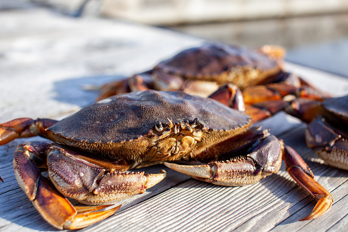 A close up of a male Dungeness crab on a dock, with other crabs in the background on a dock in British-Columbia, Canada.