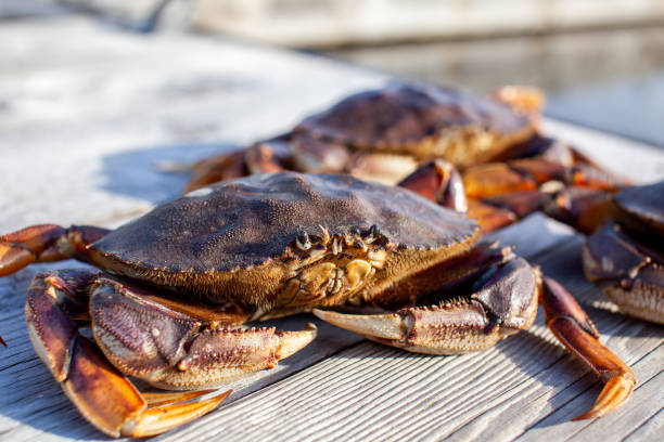 A close up of a male Dungeness crab on a dock, with other crabs in the background. stock photo