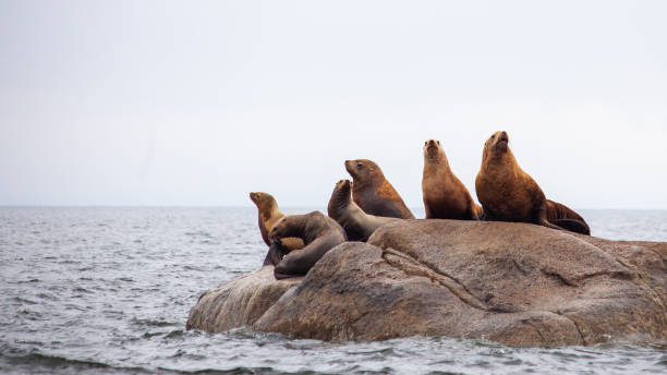 eine gruppe von california sea lions sitzt auf einem felsen in der nähe des pazifischen ozeans und bewacht ihr territorium. - canadian beach audio stock-fotos und bilder