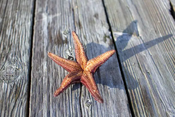 The underside of a Ochre Starfish (Purple sea star) found on a dock in British-Columbia's Sunshine Coast.