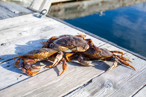 istock Three male Dungeness crabs sitting on a dock 1279011444