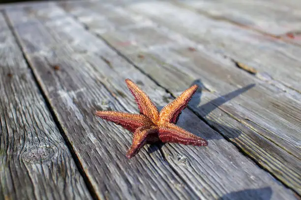 The underside of a Ochre Starfish (Purple sea star) found on a dock in British-Columbia's Sunshine Coast.