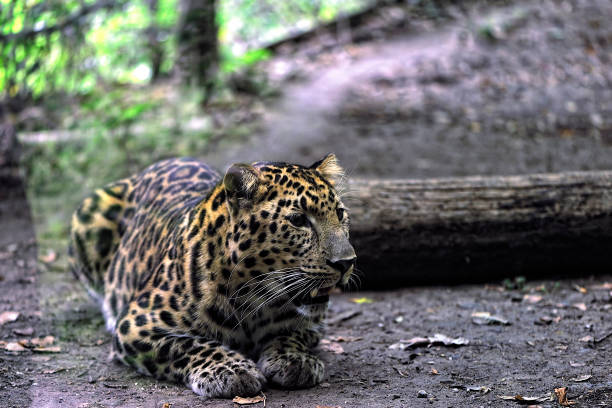 istock An amur leopard in the woods 1279011473