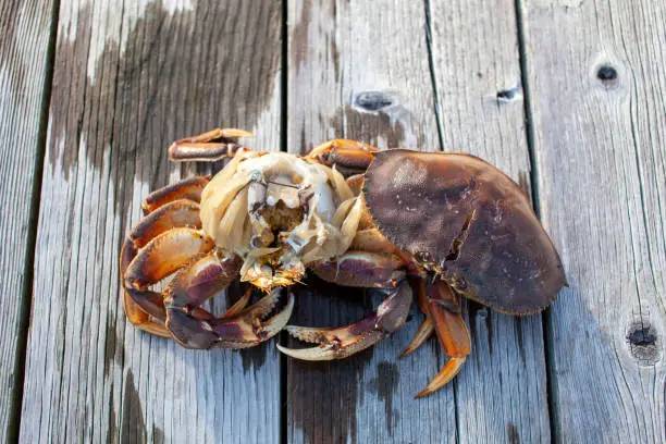 The inside of a male Dungeness crab on a dock in Sechelt, British-Columbia. To clean a Dungeness crab, remove the carapace, split in half, remove the gills (Dead man's fingers) and guts.