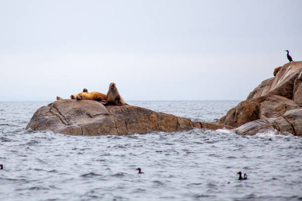 eine gruppe von california sea lions sitzt auf einem felsen in der nähe des pazifischen ozeans und bewacht ihr territorium. - canadian beach audio stock-fotos und bilder