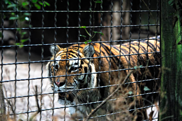 istock An Amur tiger in a zoo 1279011491