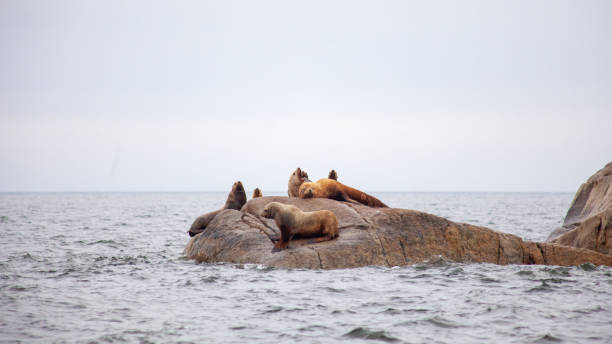 eine gruppe von california sea lions sitzt auf einem felsen in der nähe des pazifischen ozeans und bewacht ihr territorium - canadian beach audio stock-fotos und bilder