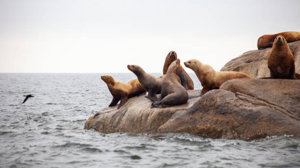 eine gruppe von california sea lions sitzt auf einem felsen in der nähe des pazifischen ozeans und bewacht ihr territorium - canadian beach audio stock-fotos und bilder