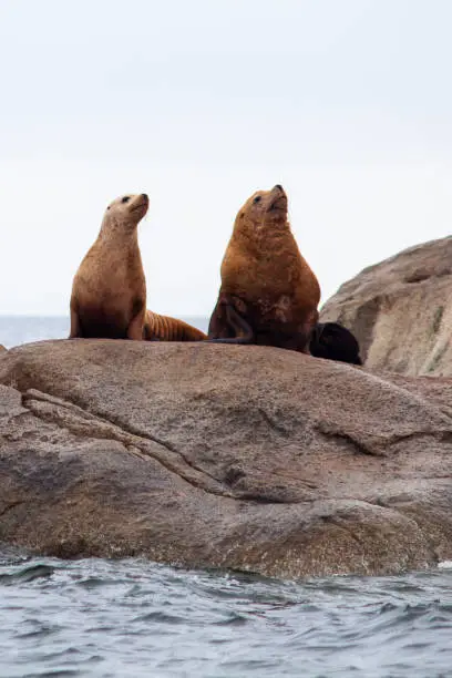 Two California sea Lions stand alert on a coastal rock off the Sunshine Coast of British-Columbia