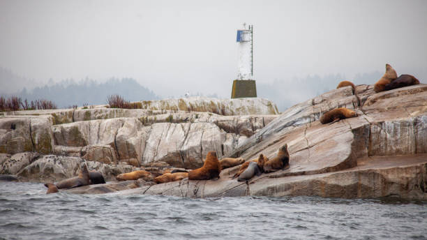 eine gruppe massiver california sea lions sitzt an der küste von british-columbia, kanada, vor dem pazifischen ozean mit einem leuchtturm im hintergrund. - canadian beach audio stock-fotos und bilder