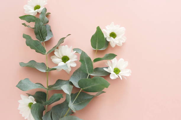 istock white chrysanthemum flowers and eucalyptus leaves frame  top view on pink background. copy space,  floral card, poster. 1279011525