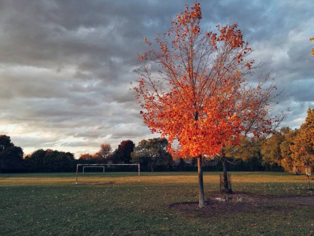 トロントオンタリオ州カナダの美しい秋秋の季節の自然の風景。牧草地のフィールドに1つの孤独な赤いオレンジの黄色のカエデの木と公園。日没時の秋景。緑豊かな溶岩2020トレンドカラー� - leaf toronto autumn maple tree ストックフォトと画像