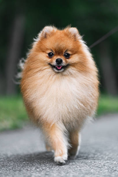 istock A Pomeranian spitz portrait. 1279012570