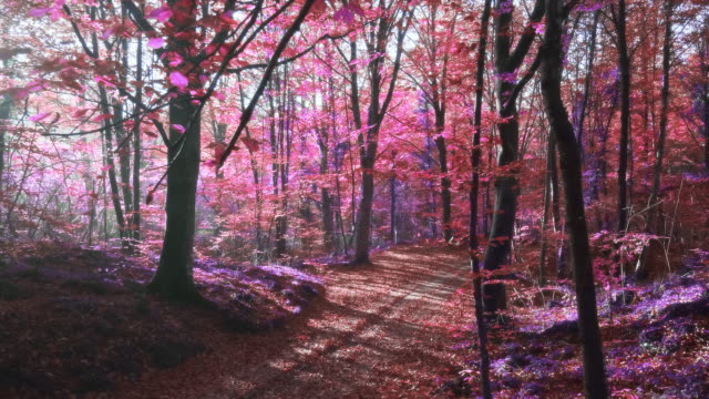Slow motion video of sunlight over an surreal purple forest