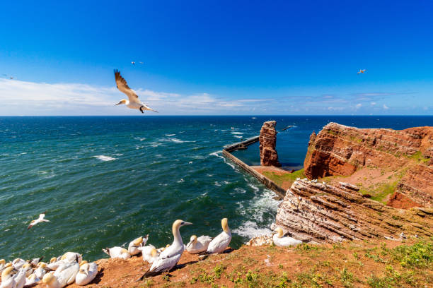 Heligoland Helgoland German North Sea helgoland stock pictures, royalty-free photos & images