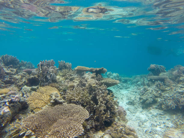 istock Underwater World with many corals in Palawan, Philippines 1279013704