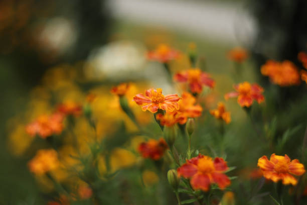 istock Orange marigold flowers in a garden 1279014789