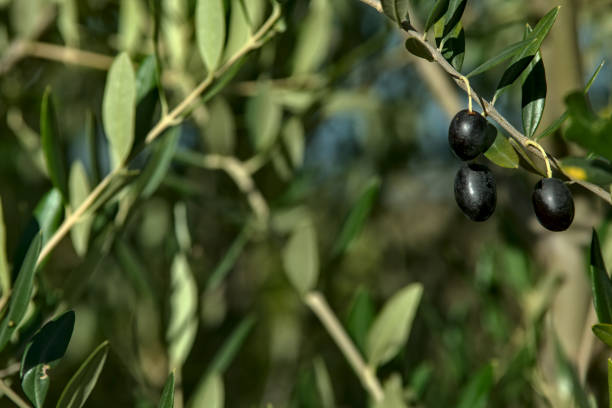 istock Closeup of ripe olives on a tree 1279015225