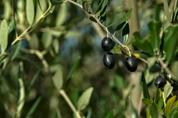 istock Closeup of ripe olives on a tree 1279015230