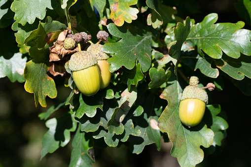 Nature's Details: Cork Oak Acorn.