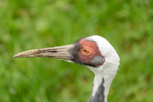 istock A White-naped crane portrait 1279016440