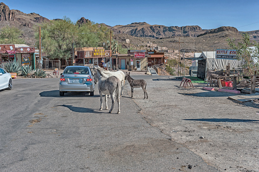Oatman, Arizona - USA: The Community with friendly Burro's is  very special for the visitors in the mountains of Arizona. Oatman in this historic gold rush community and on this August day, having a Burro follow you around like a pet dog was a unique experience.