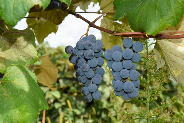 Concord Grapes in Vineyard for Wine and Juice Flavorful Green & Purple Organic Fruit on the Vine Jam & Jelly Concord Grapes in Vineyard for Wine and Juice Flavorful Green & Purple Organic Fruit on the Vine Jam & Jelly ivory coast landscape stock pictures, royalty-free photos & images